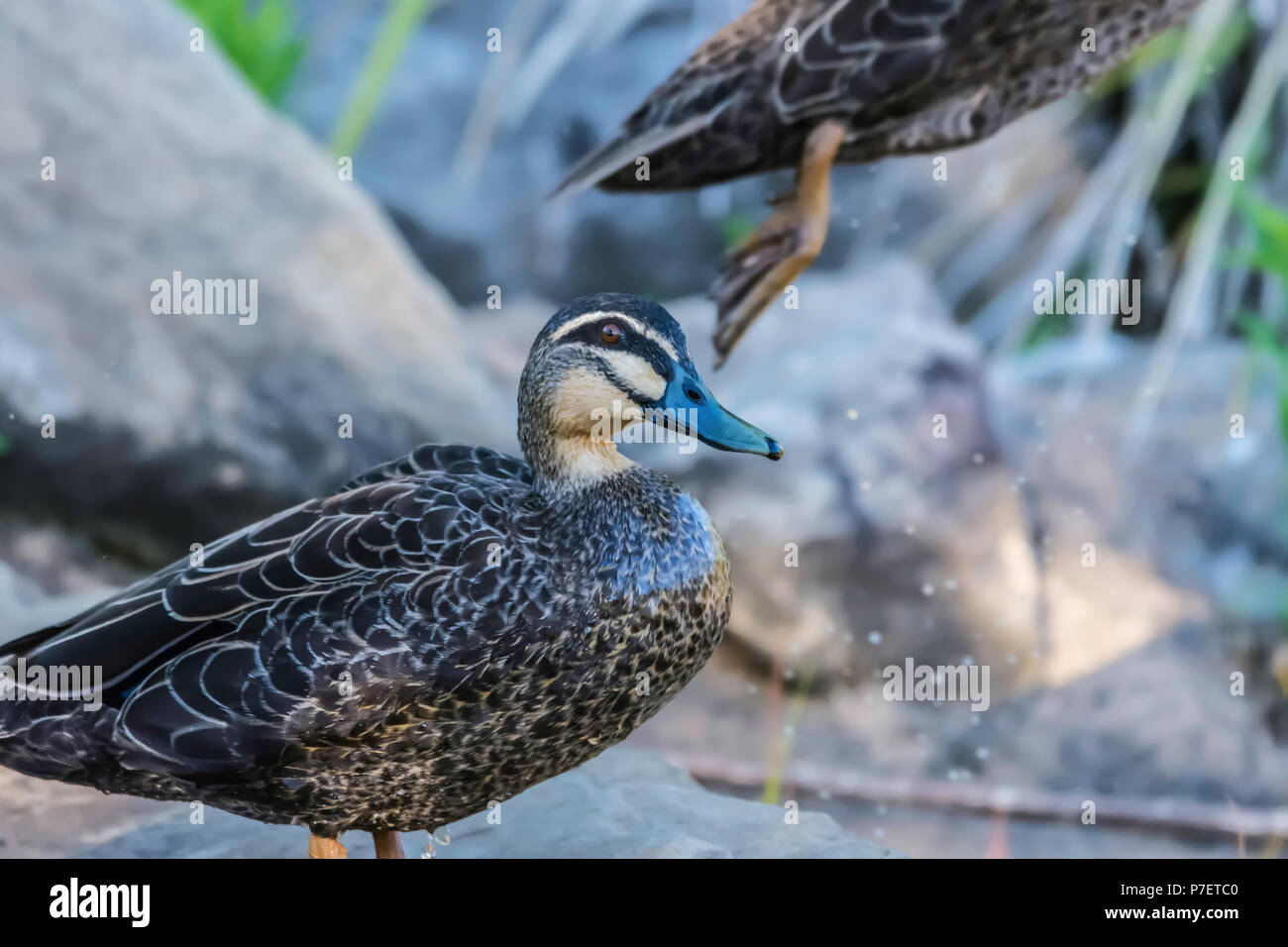 Enten in ein Paar Stockfoto