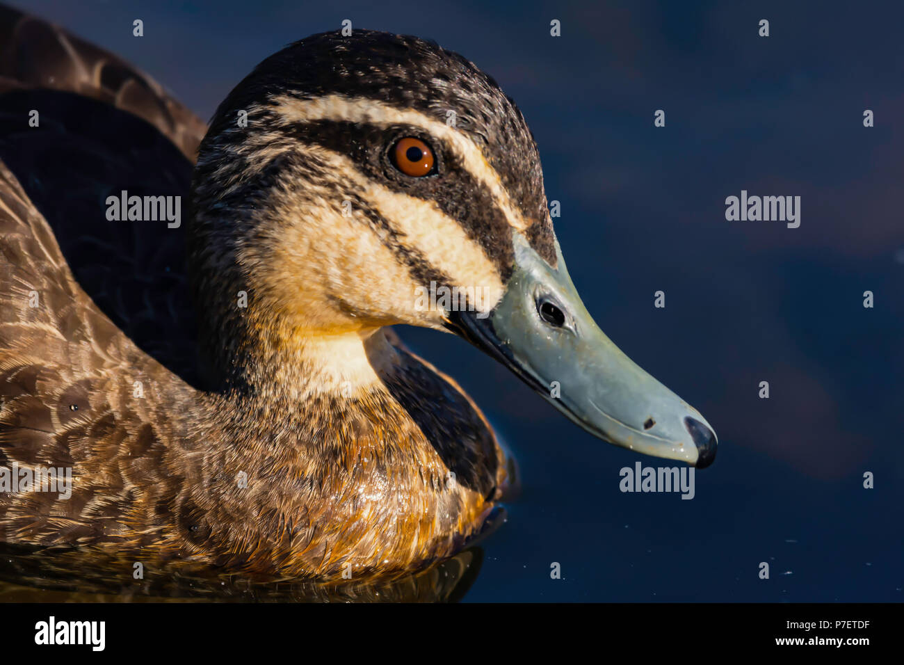 Holz Ente Stockfoto