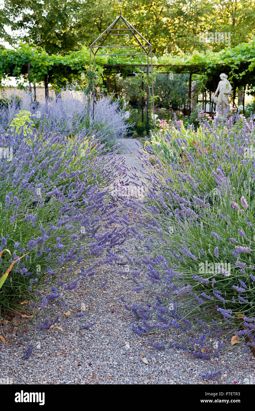 Lavendel im Garten Stockfoto