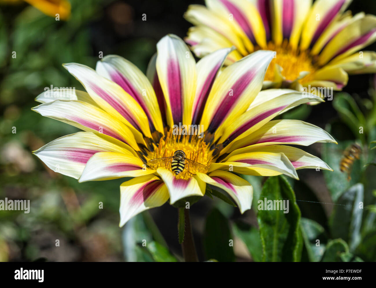 Auf hoverfly Gazania rigens Blüte Stockfoto