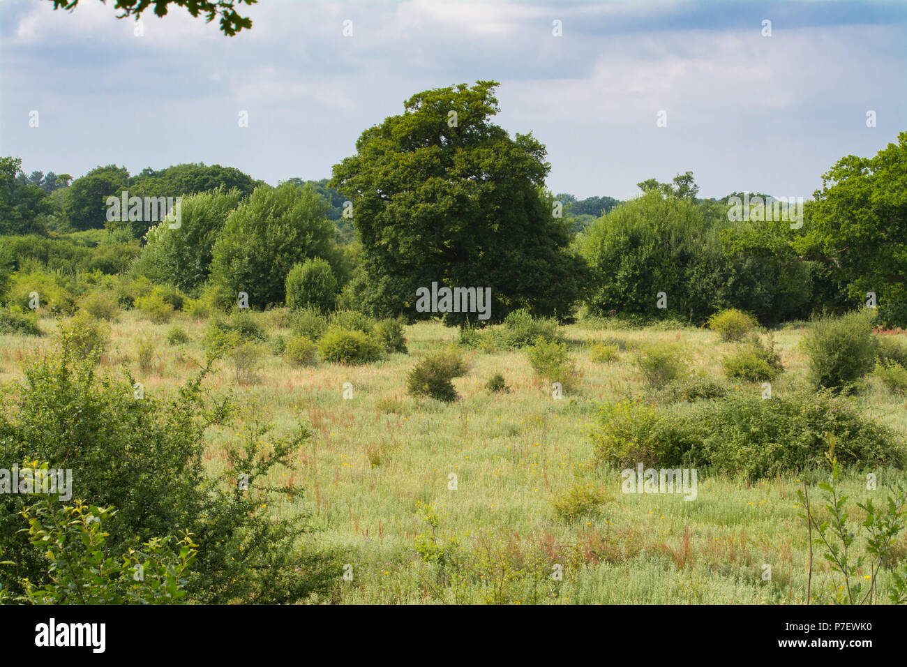Das Knepp Estate Wildland, ein wildes Schutzprojekt, das im Sommer in West Sussex, Großbritannien, stattfindet. Ansicht von einer Baumplattform. Stockfoto