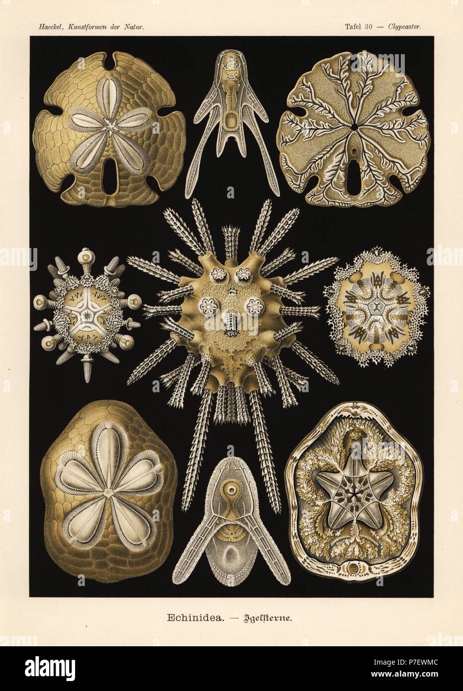 Echinoidea Seeigel: Meer Keks, Clypeaster Rosaceus 1,2, Encope Emarginata 3,4, grüne Seeigel, Echinocyamus percivali 5-9. Farblitho von Adolf Glitsch von einer Abbildung von Ernst Haeckel von Kunstformen in der Natur, Kunstformen der Natur, Liepzig, Deutschland, 1904. Stockfoto