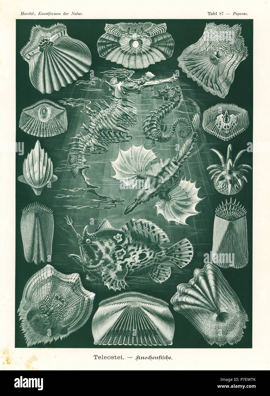 Teleostei oder Knochenfische: Meer Motte, Pegasus Laternarius 1 kurz-snouted Seepferdchen, Hippocampus Hippocampus 2, belaubte Seedrache, Phycodurus Eques 3, gekerbten Anglerfisch, Antennarius Striatus 4 und verschiedenen Fischschuppen 5-16. Farblitho von Adolf Glitsch von einer Abbildung von Ernst Haeckel von Kunstformen in der Natur, Kunstformen der Natur, Liepzig, Deutschland, 1904. Stockfoto