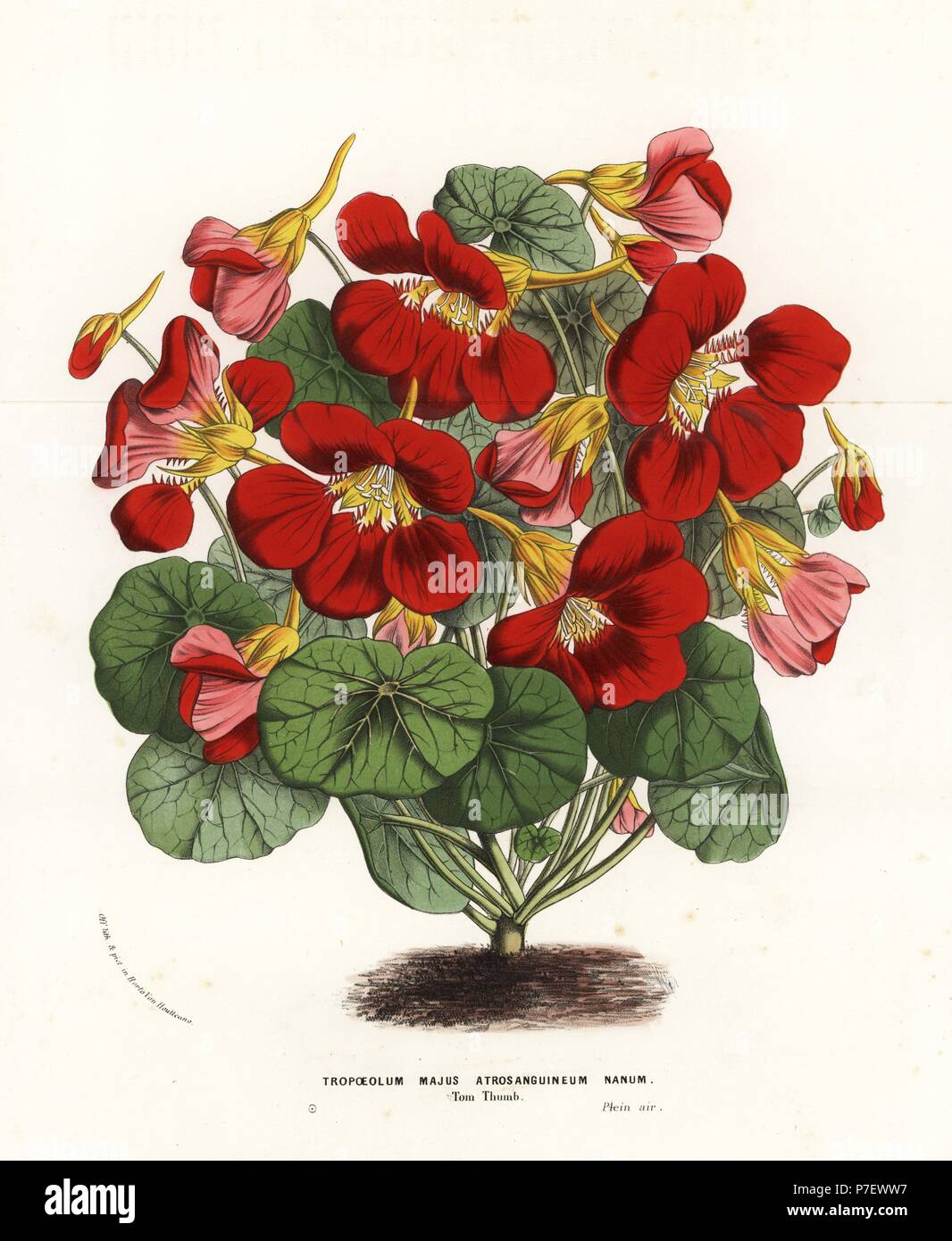 Garten Kapuzinerkresse verschiedene, Däumling, Tropaeolum Majus Atrosanguineum Nanum. Handkoloriert Lithographie von Louis van Houtte und Charles Lemaire die Blumen von den Gärten und Gewächshäuser von Europa, Flore des Serres et des Jardins de l ' Europe, Gent, Belgien, 1857. Stockfoto