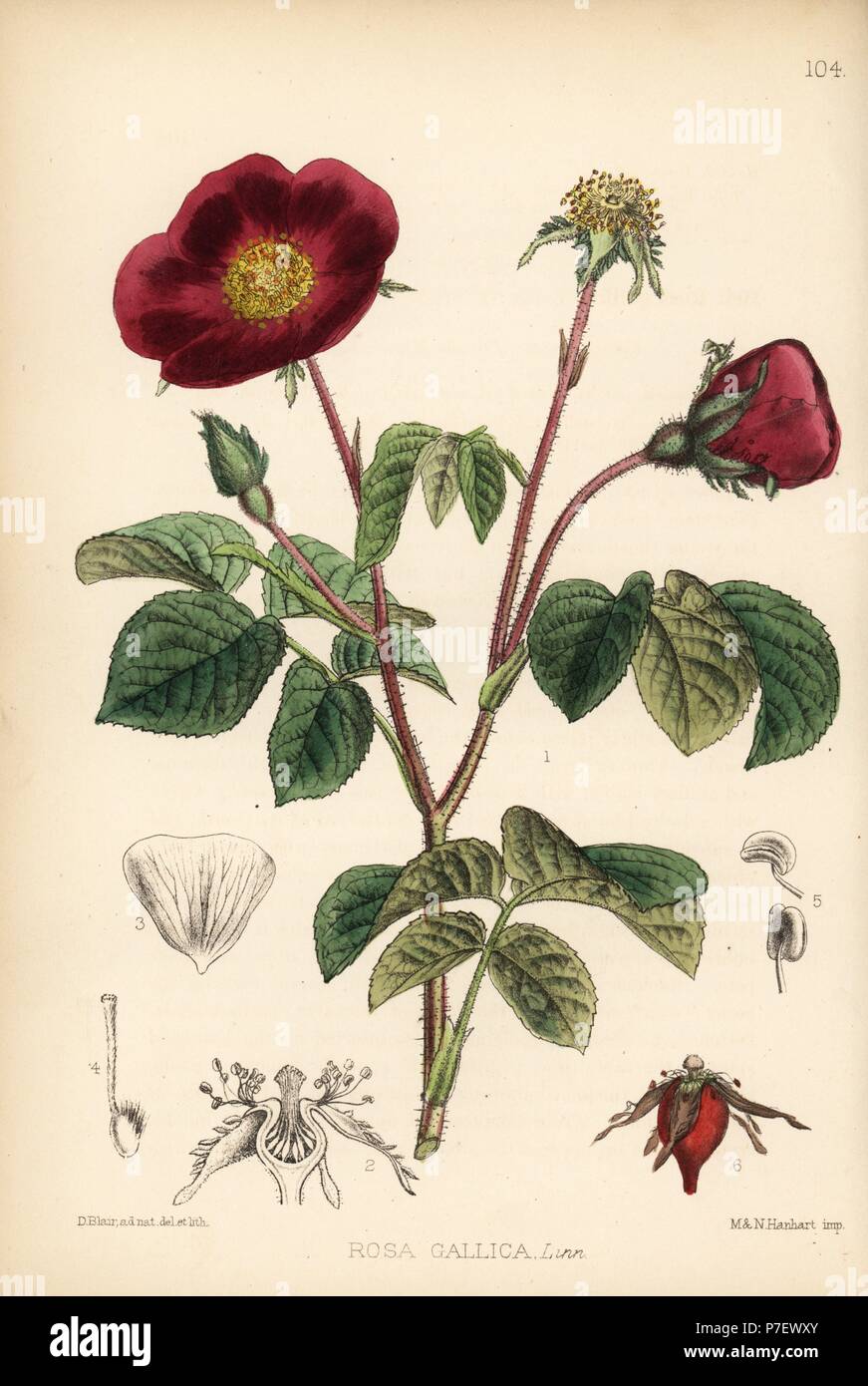 Französische Rose oder Provins Rose, Rosa gallica. Papierkörbe Lithographie von Hanhart nach einem botanischen Abbildung von David Blair von Robert Bentley und Henry Trimen von Heilpflanzen, London, 1880. Stockfoto