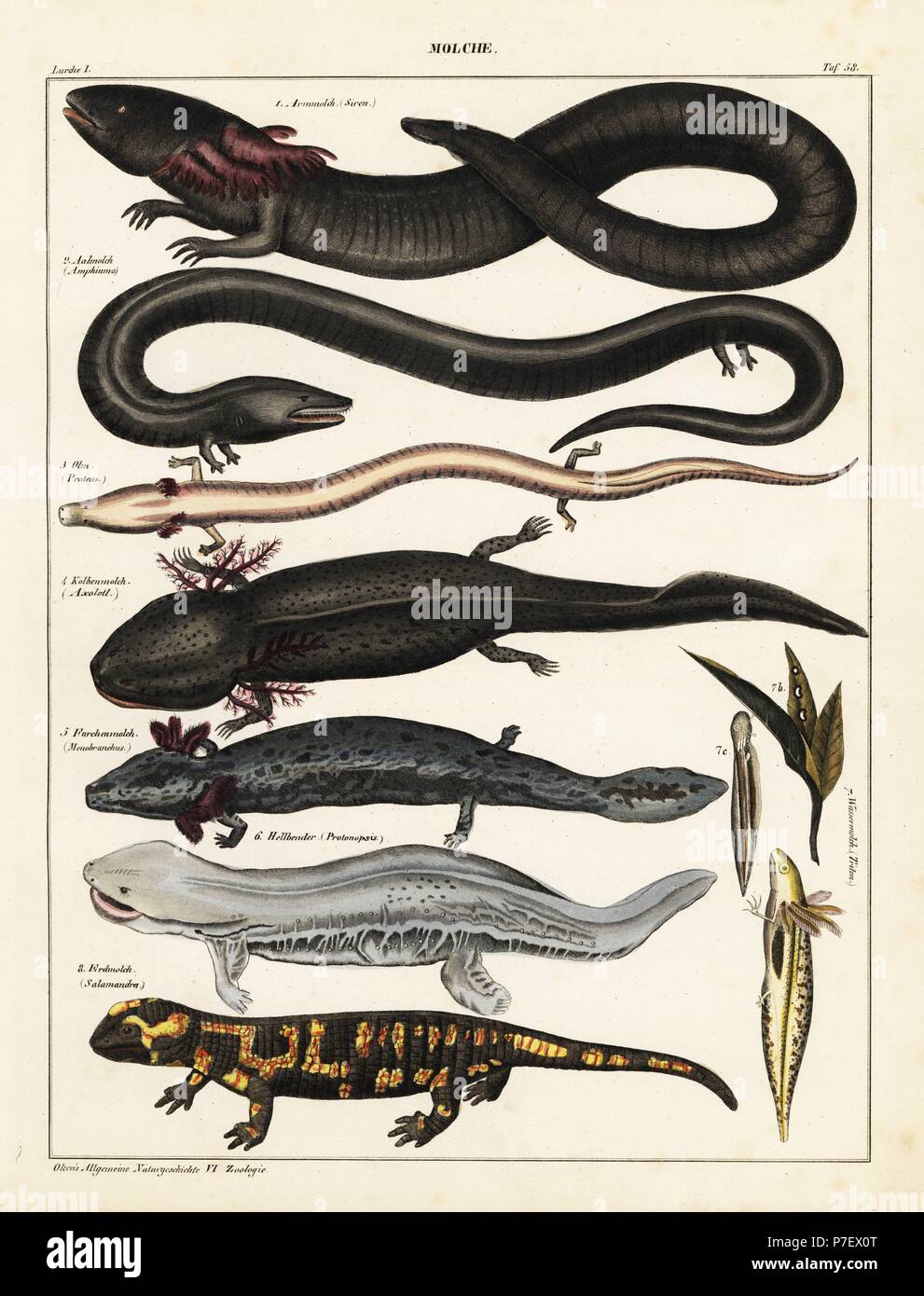 Mehr Sirene, Siren lacertina, drei-toed amphiuma, Amphiuma tridactylum, OLM, Proteus anguinus (anfällig), axolotl, Ambystoma mexicanum (vom Aussterben bedroht), Zwerg waterdog, Necturus punctatus, Hellbender, Cryptobranchus alleganiensis, Feuersalamander, Salamandra salamandra, Newt, Pleurodelinae Arten. Lithographie von Universal natürlichen von Lorenz oken Geschichte, Allgemeine Naturgeschichte Fell alle Stande, Stuttgart, 1841. Stockfoto