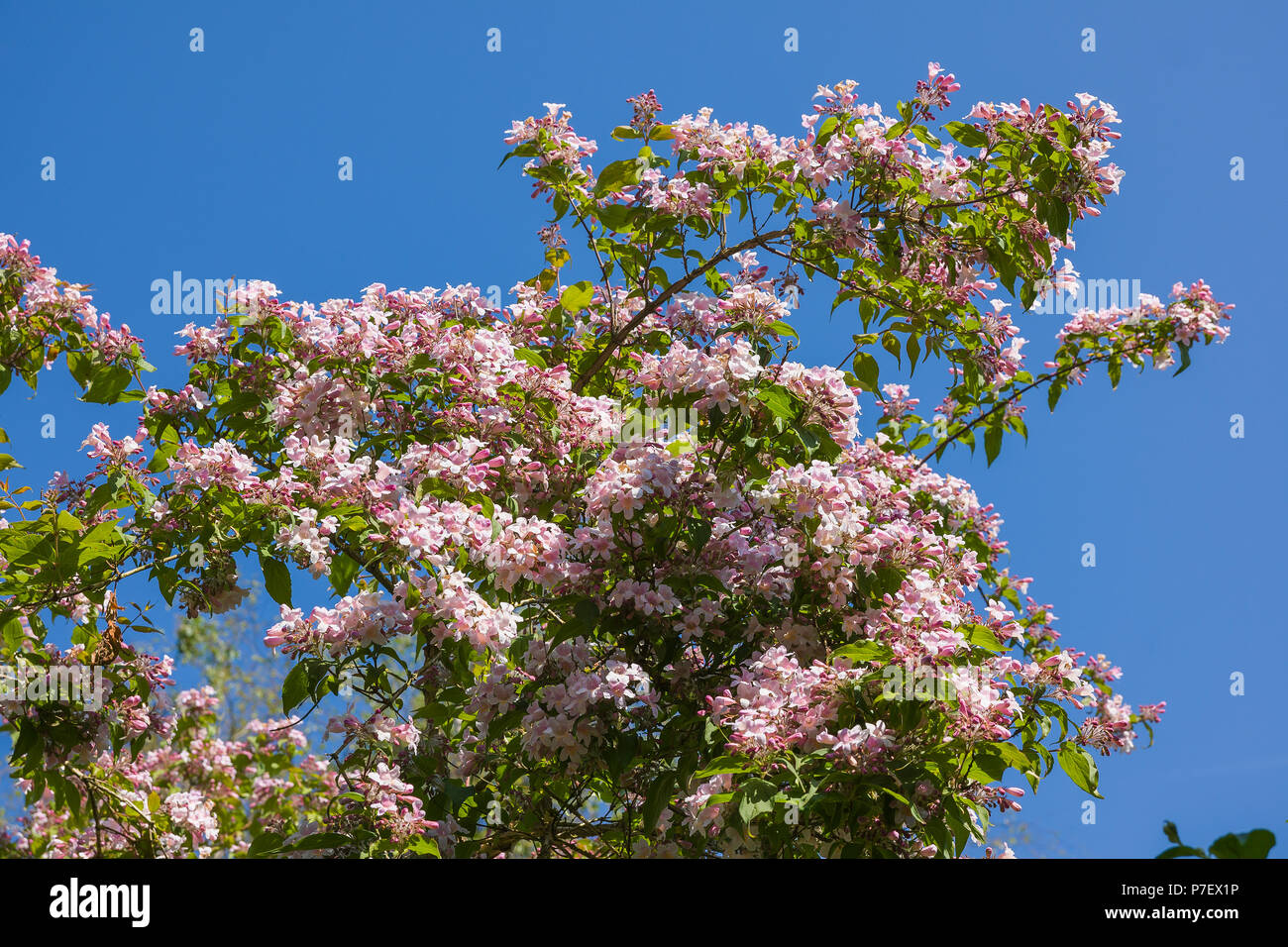 Kolkwitizia in voller flowerin kann in einem Englischen Garten UK Stockfoto