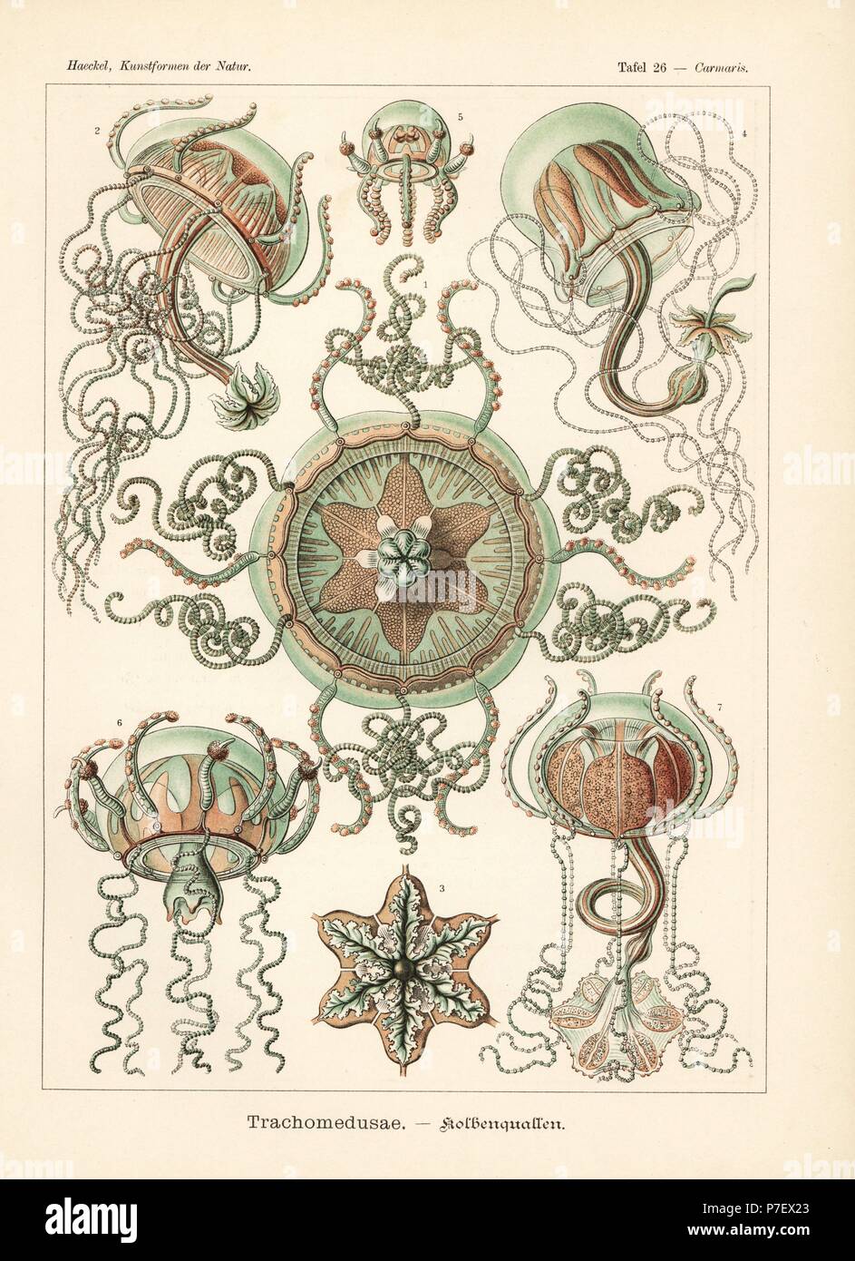 Trachymedusae Quallen: Geryonia Proboscidalis 1-7. Farblitho von Adolf Glitsch von einer Abbildung von Ernst Haeckel von Kunstformen in der Natur, Kunstformen der Natur, Liepzig, Deutschland, 1904. Stockfoto