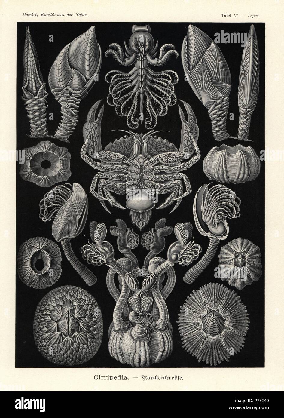 Barnacle Goose, Lepas Anatifera 1,2, Conchoderma Auritum 3, Boje, Barnacle, Lepas Fascicularis 4, Arcoscalpellum Michelottianum 5,6, Arcoscalpellum Vitreum 7,8, Buckelwal Barnacle, Coronula Diadema 9,10, Coronula Reginae 11, sechs verchromte Barnacle, Chthamalus Antennatus 12, Surf Barnacle, Catomerus Polymerus 13, Octomeris Angulosa 14, crab Barnacle Sacculina Carcini Erwachsenen weiblichen fliegen ein littoral Krabbe, Carcinus Maenas 15. Farblitho von Adolf Glitsch von einer Abbildung von Ernst Haeckel von Kunstformen in der Natur, Kunstformen der Natur, Liepzig, Deutschland, 1904. Stockfoto