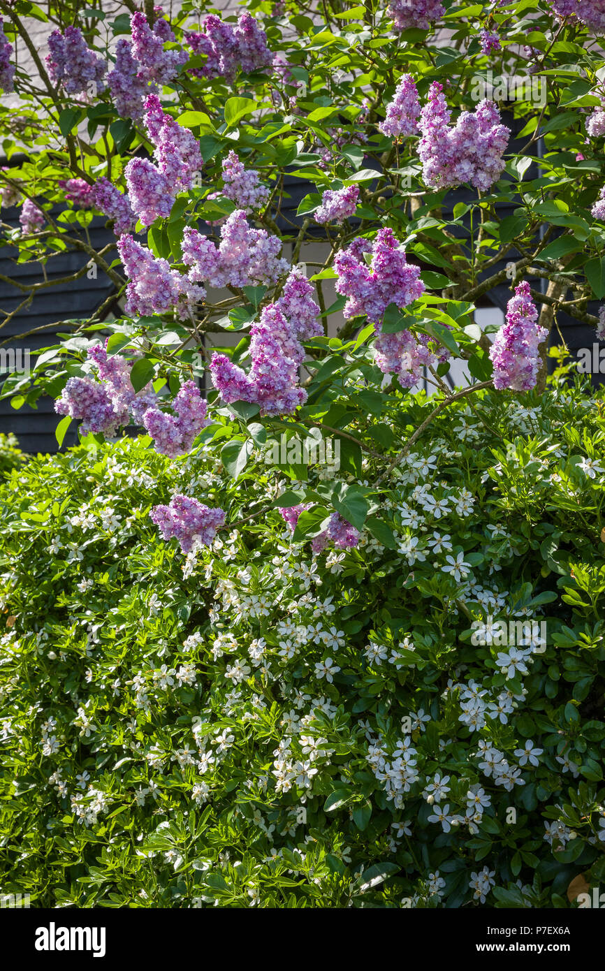 Eine duftende Kombination. Evergreen Choisya und Flieder Katherine Havemeyer in Blüte im Mai in einem Englischen Garten, Großbritannien Stockfoto