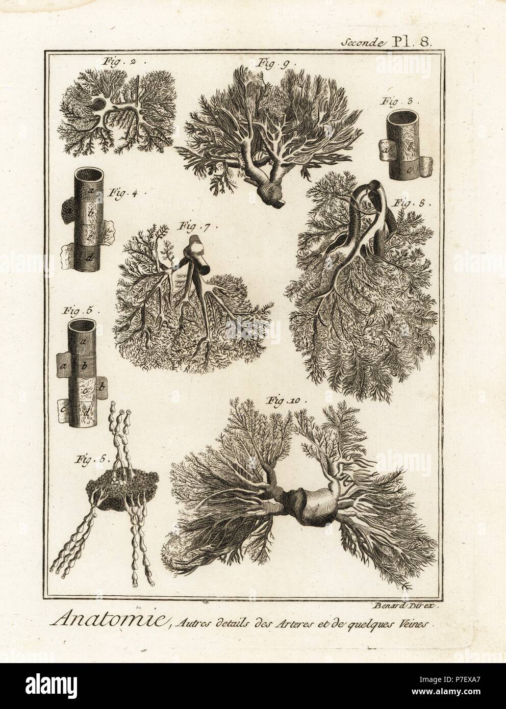 Details von Arterien, Venen, Lymphknoten, etc. Kupferstich von Robert Benard nach von Denis Diderots Enzyklopädie, Pellets, Genf, 1779. Stockfoto