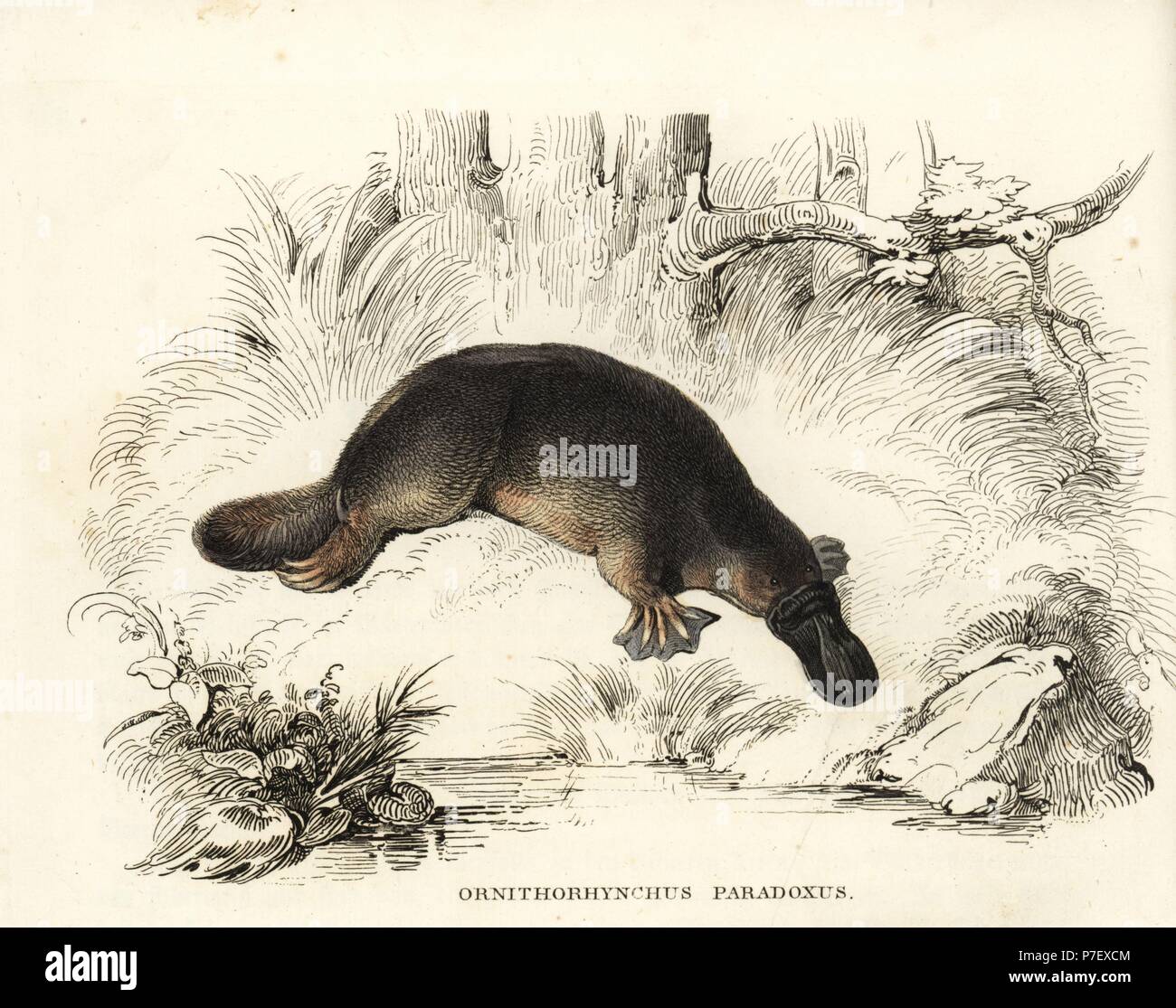 Ente – abgerechnet Platypus, Ornithorhynchus Anatinus (Ornithorhynchus Paradoxus). Handkoloriert Lithographie von Georg Friedrich Treitschkes Galerie of Natural History, Naturhistorischer Bildersaal des Thierreiches, Liepzig, 1842. Stockfoto