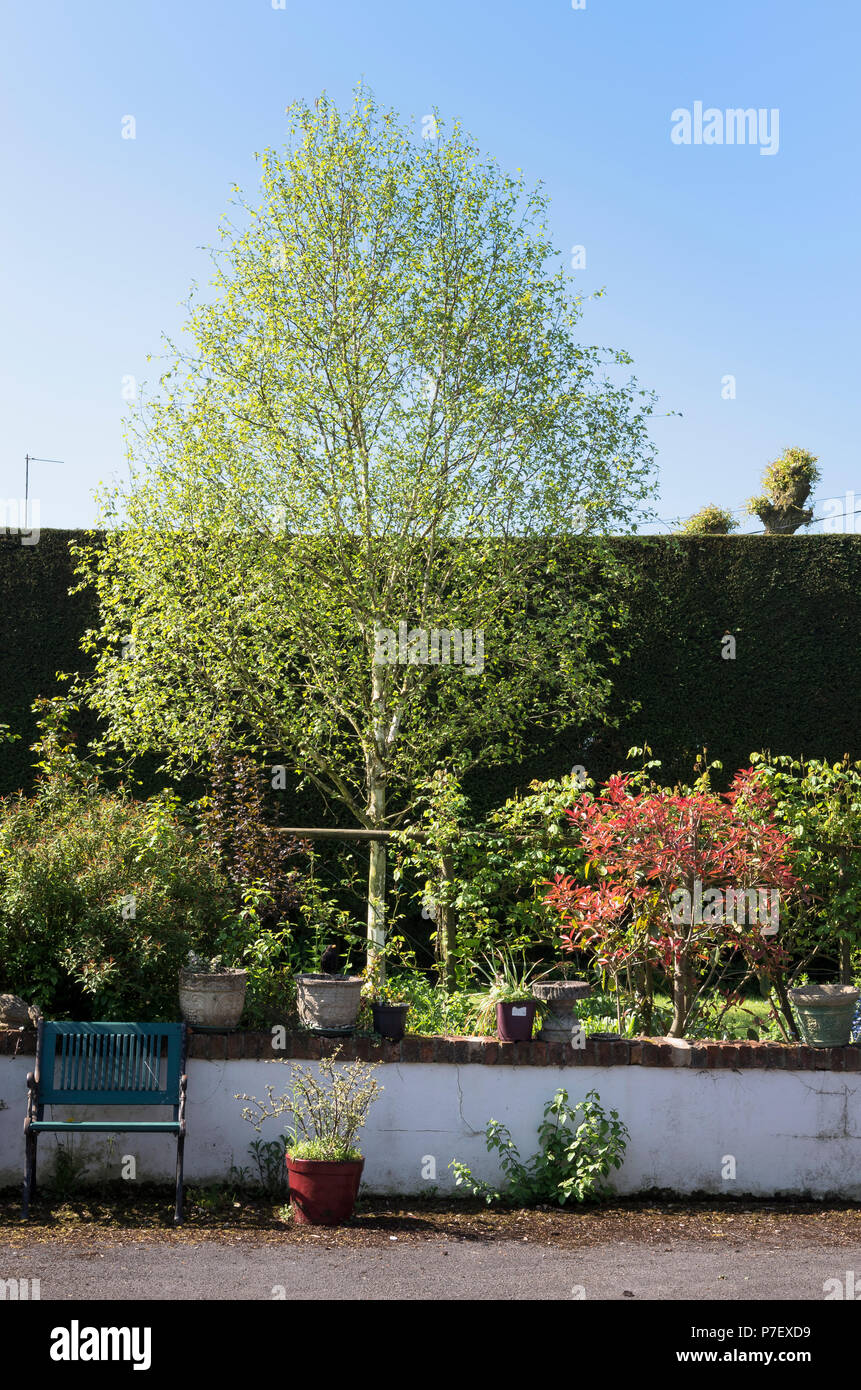Kontrastierenden Formen und Größen mit einem silbernen Birke und Photinia Red Robin bewusst geformte eine kleinere Muster in einen Englischen Garten. Stockfoto