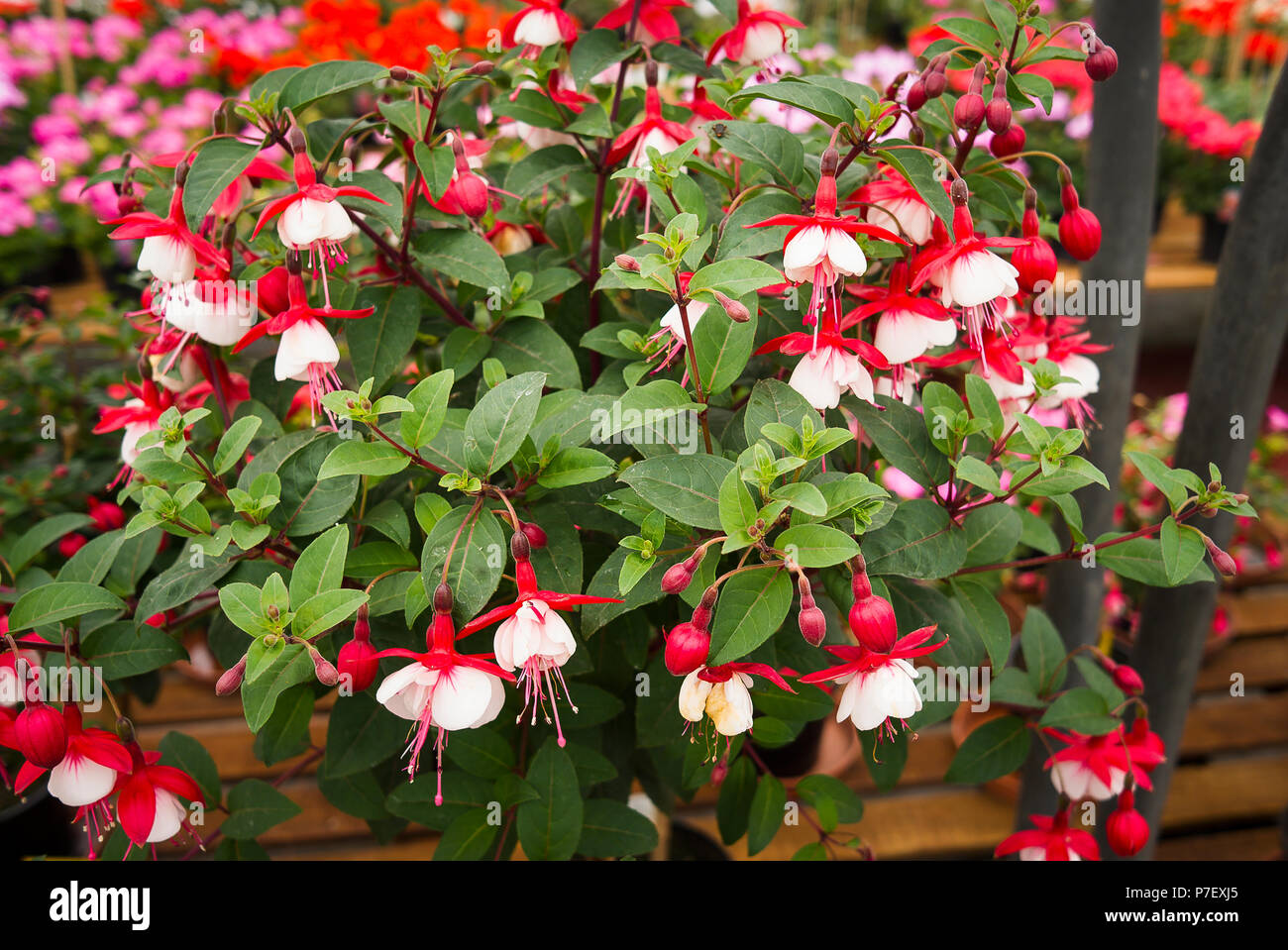 Fuchsia Snowcap auf Verkauf an eine Englische Gärtnerei Stockfoto