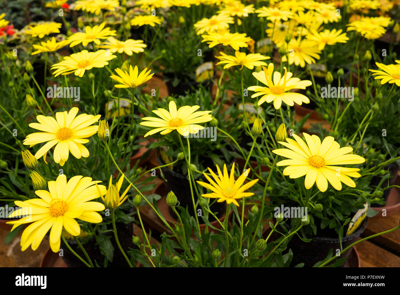 Osteospermum Sunbrella Blumen in einem englischen Gärtnerei im Mai Stockfoto