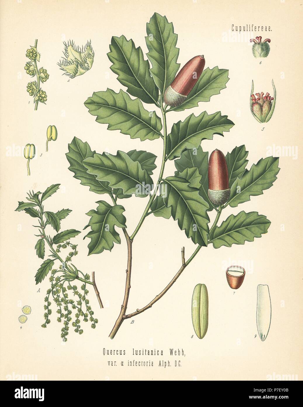 Aleppo Eiche, Quercus Infectoria (Quercus Lusitanica var. Infectoria). Farblitho nach eine botanische Illustration von Hermann Adolph Koehler Heilpflanzen, herausgegeben von Gustav Pabst, Köhler, Deutschland, 1887. Stockfoto