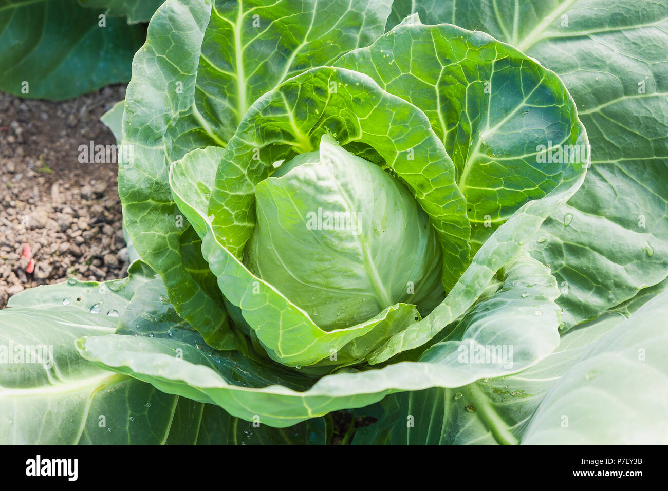 Eine ausgereifte Kohl Hispi Reif für die Ernte Stockfoto