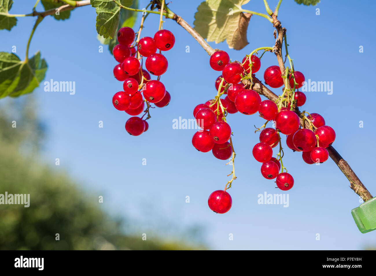 Direkt aus der Frucht Käfig :: Rote Johannisbeere Rovada Stockfoto