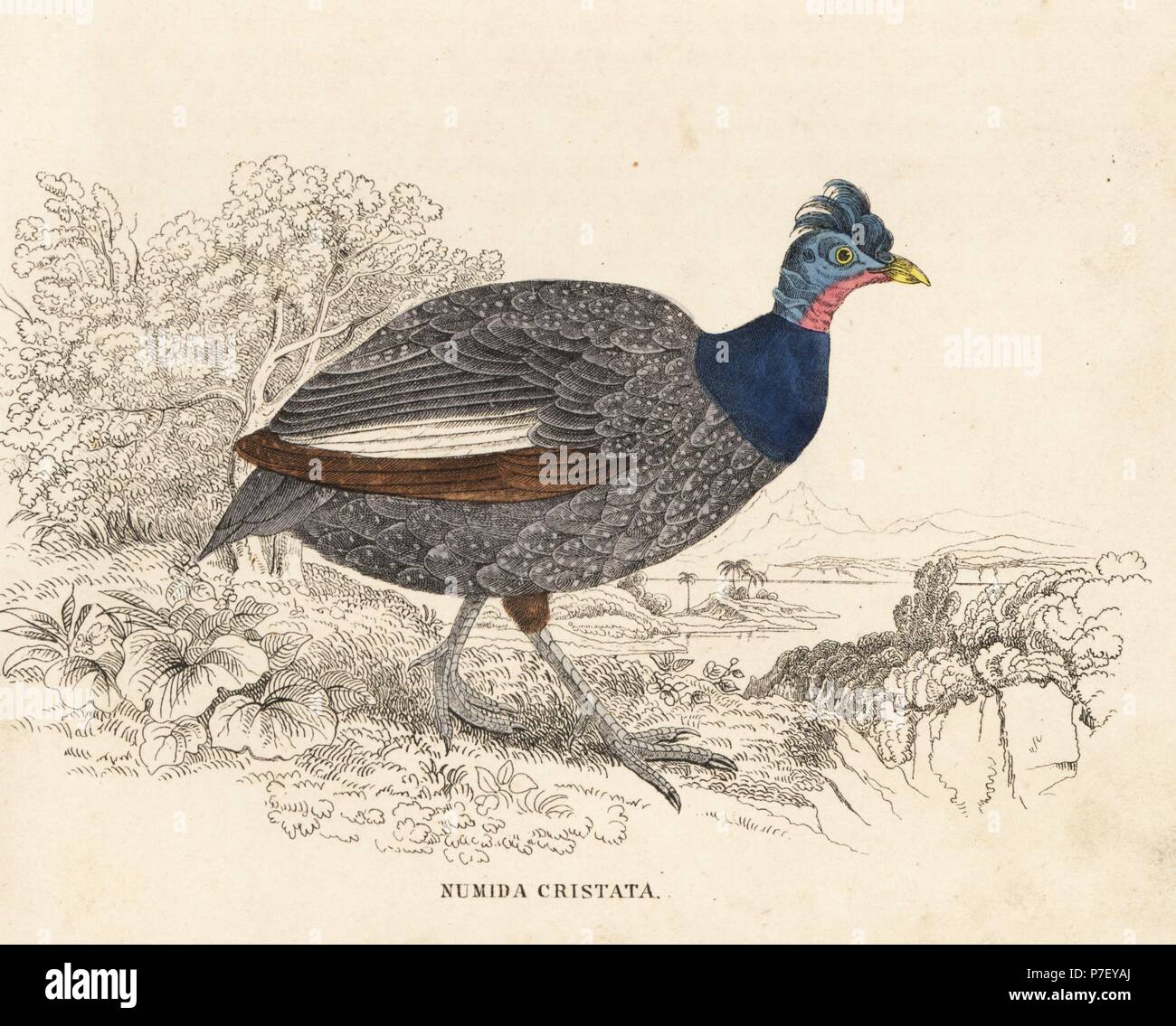 Crested Perlhühner, Guttera Pucherani (Numida Cristata). Handkoloriert Stahlstich von Georg Friedrich Treitschkes Galerie of Natural History, Naturhistorischer Bildersaal des Thierreiches, Liepzig, 1842. Stockfoto