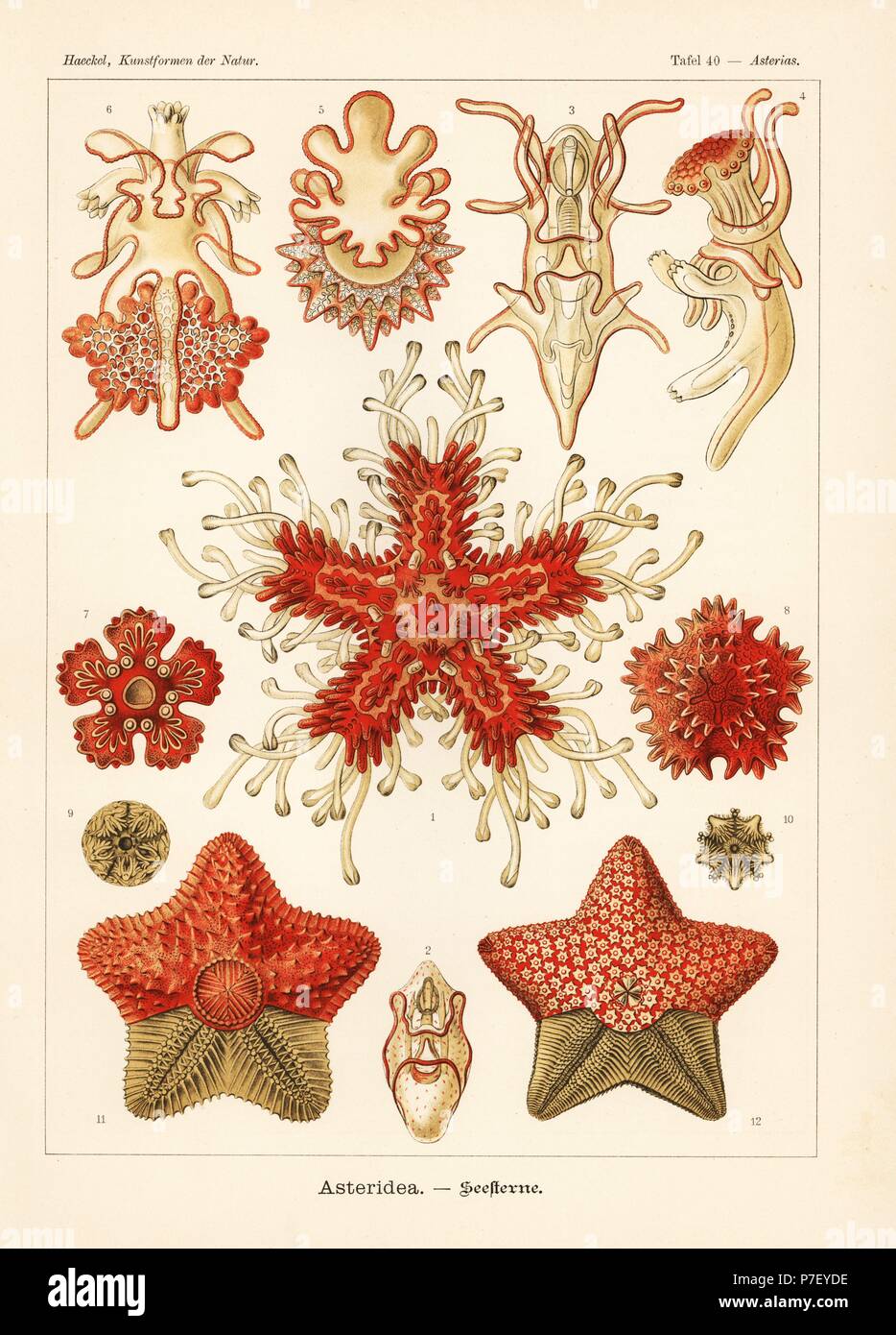 Asteriidae Seestern: gemeinsame Seestern, Asterias Rubens, Seestern, Seestern und Hymenaster Echinulatus 11 Pteraster Stellifer 12. Farblitho von Adolf Glitsch von einer Abbildung von Ernst Haeckel von Kunstformen in der Natur, Kunstformen der Natur, Liepzig, Deutschland, 1904. Stockfoto