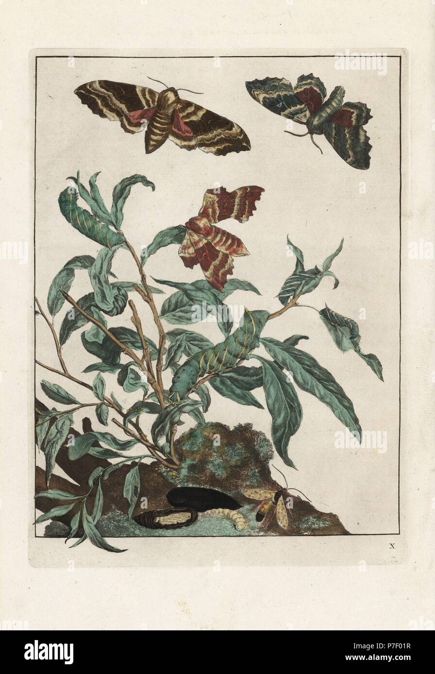 Pappel Hawk-Moth, Laothoe Populi Motte und Larve. Handkoloriert Kupferstich Gravur gezeichnet und geätzt von Jacob l'Admiral in Naauwkeurige Waarneemingen Omtrent de Veranderingen van Veele Insekten (genaue Beschreibungen der Metamorphosen von Insekten), J. Sluyter, Amsterdam, 1774. Für diese zweite Auflage hinzugefügt M. Houttuyn der ursprünglichen 25 eine andere acht Platten. Stockfoto