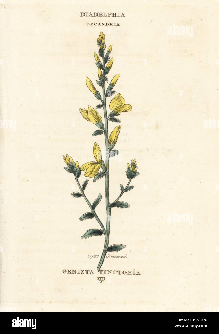 Dyer's Besen oder von Dyer greenweed, Genista dolmetsch. Papierkörbe Kupferstich nach einer Illustration von Richard Duppa aus seinem Die Klassen und Aufträge Der Linnaeische System der Botanik, Longman, Hurst, London, 1816. Stockfoto