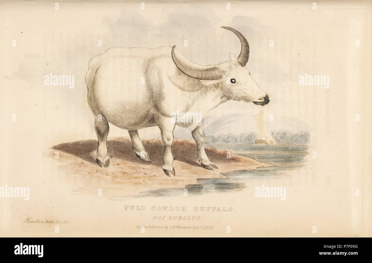 Inländische Wasserbüffel, Bubalus bubalus. (Pulo condor Büffel, Bos bubalus.) Papierkörbe Gravur nach einer Illustration von Charles Hamilton Smith von Edward Griffith der Tierwelt vom Baron Cuvier, London, Whittaker, 1827. Stockfoto