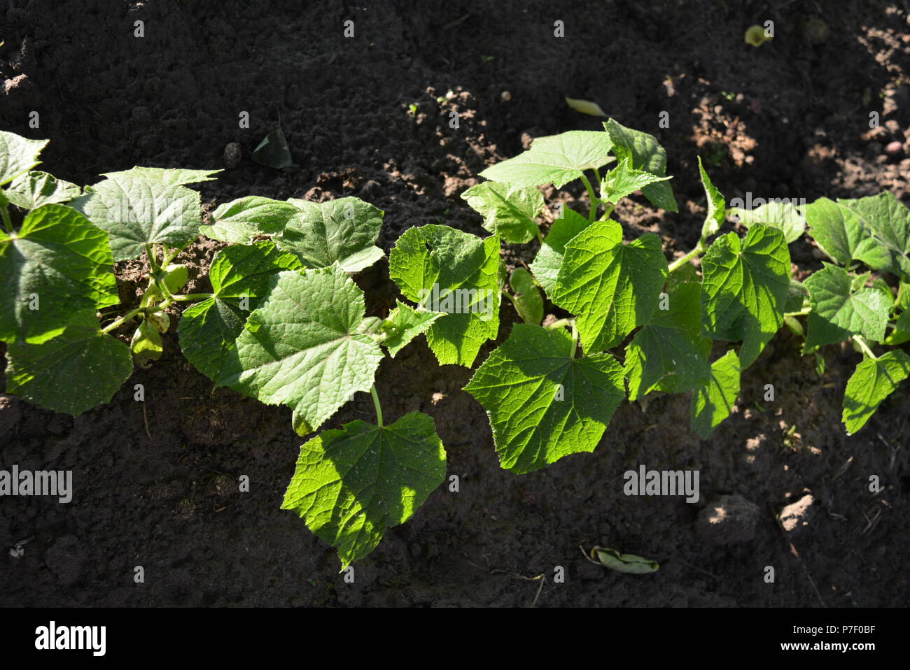 Auf dem Boden wächst eine Reihe grüne Blätter von Gurken, Gurke Sämlinge mit Sonnenstrahlen. Stockfoto