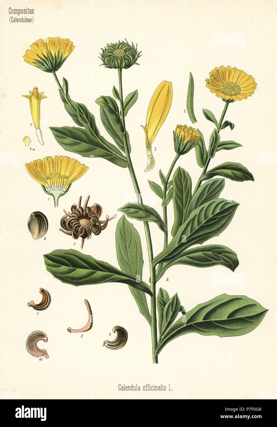 Ringelblume Calendula Officinalis. Farblitho nach eine botanische Illustration von Hermann Adolph Koehler Heilpflanzen, herausgegeben von Gustav Pabst, Köhler, Deutschland, 1887. Stockfoto