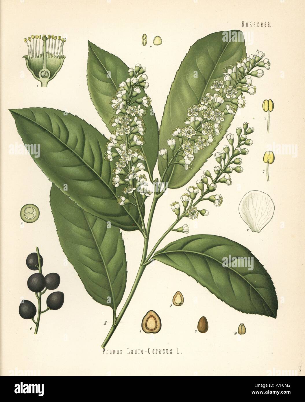 Kirschlorbeer oder gemeinsame Lorbeer Prunus Laurocerasus. Farblitho nach  eine botanische Illustration von Hermann Adolph Koehler Heilpflanzen,  herausgegeben von Gustav Pabst, Khler, Deutschland, 1887 Stockfotografie -  Alamy