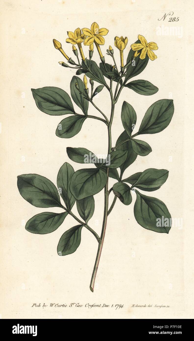 Süsseste jasmin Jasminum odoratissimum. Papierkörbe Kupferstich von sansom nach einer Illustration von Sydenham Edwards von William Curtis Botanical Magazine, London, 1794. Stockfoto