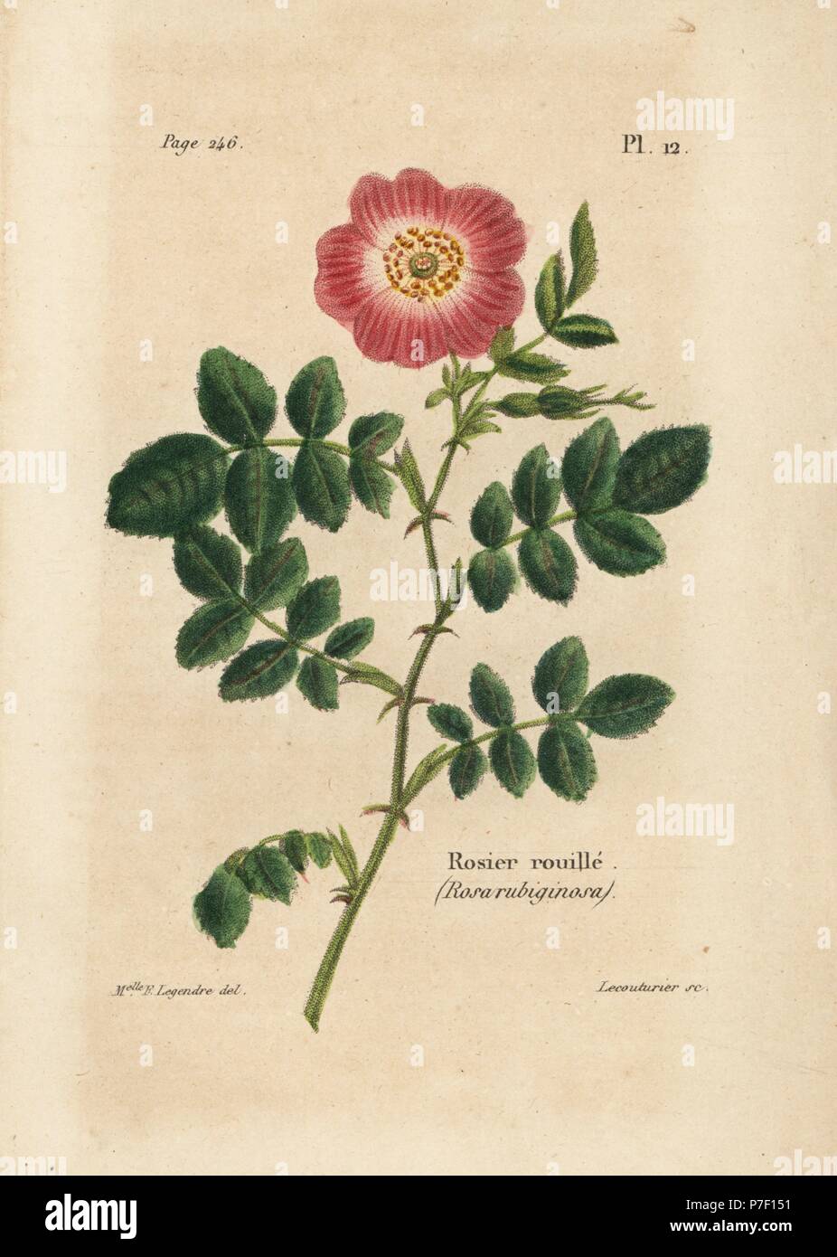 Sweetbriar Rose, Rosier rouille, Rosa rubiginosa. Papierkörbe Lithographie von Lecouturier nach einem botanischen Illustration von Mlle. F. Legendre von Pierre Boitard Rose-Lover's das komplette Handbuch, Roret, Paris 1836. Stockfoto