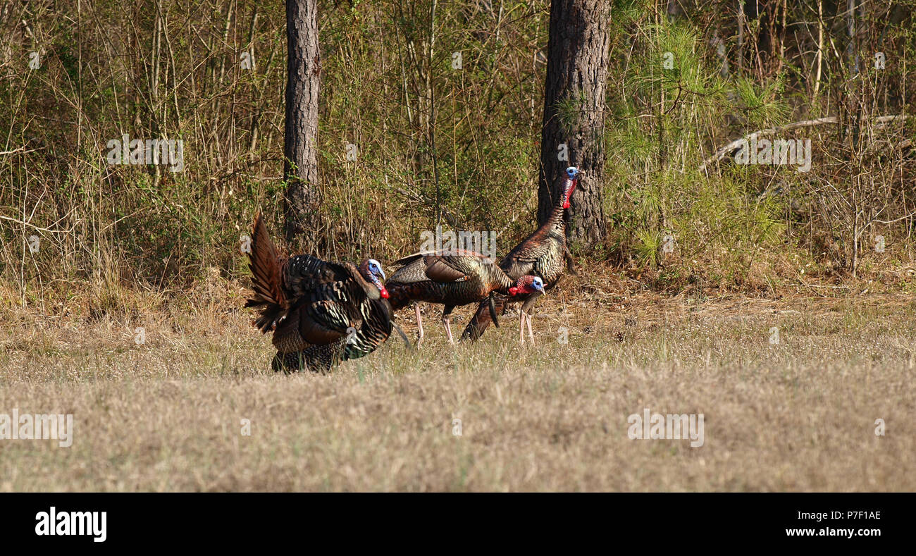 Wilde Türkei Gobblers toms Hühner Küken Feld Stockfoto