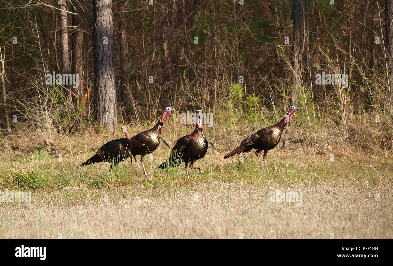 Wilde Türkei Gobblers toms Hühner Küken Feld Stockfoto