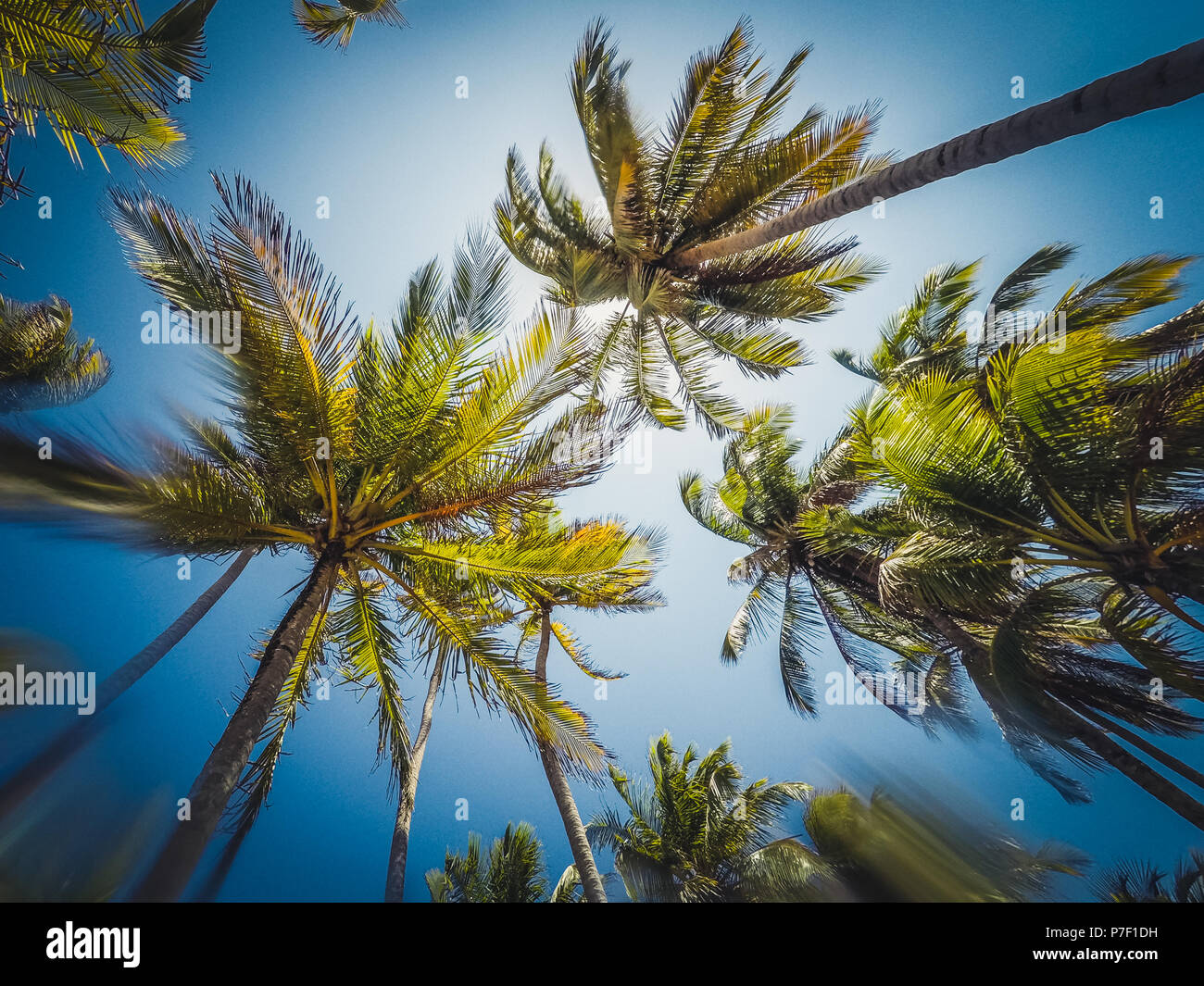 Bis suchen, Himmel und Palmen, Sommerurlaub Konzept Stockfoto