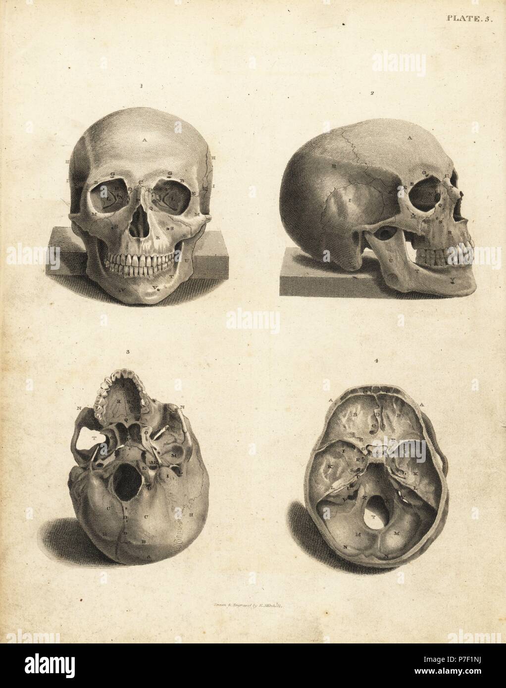 Blick auf den menschlichen Schädel. Kupferstich von Edward Mitchell nach einem anatomischen Illustration von jean-joseph Sue von John Barclay ist eine Reihe von Stichen des menschlichen Skeletts, MacLachlan und Stewart, Edinburgh, 1824. Stockfoto