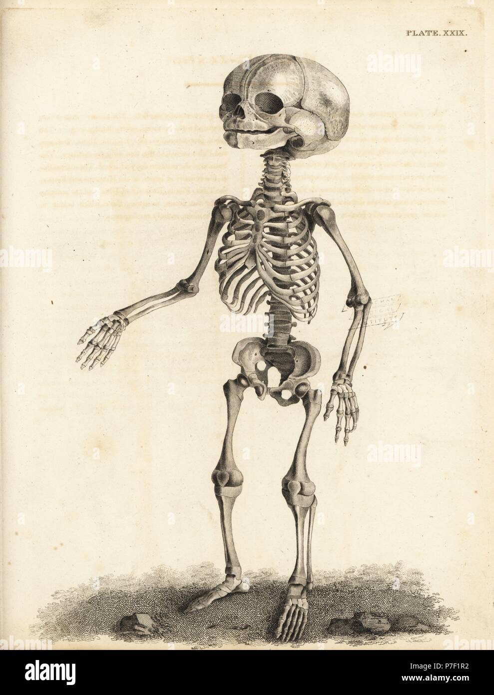 Fetale Skelett zum Zeitpunkt der Geburt. Kupferstich von Edward Mitchell nach einem anatomischen Illustration von jean-joseph Sue von John Barclay ist eine Reihe von Stichen des menschlichen Skeletts, MacLachlan und Stewart, Edinburgh, 1824. Stockfoto