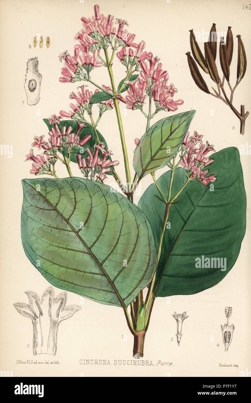 Red cinchona oder Quina, Cinchona pubescens (Cinchona succirubra). Papierkörbe Lithographie von Hanhart nach einem botanischen Abbildung von David Blair von Robert Bentley und Henry Trimen von Heilpflanzen, London, 1880. Stockfoto