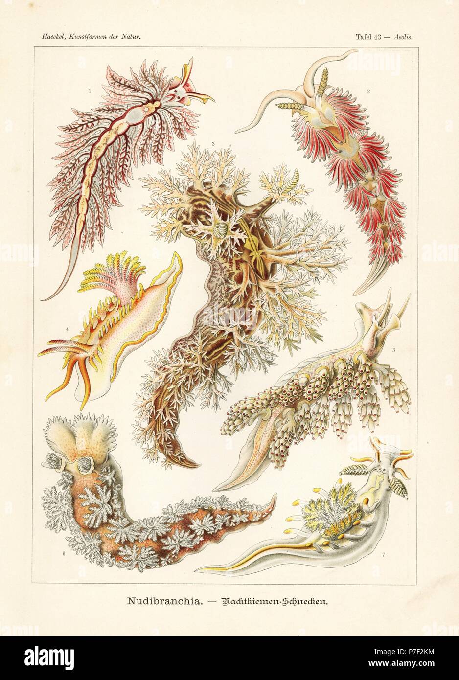 Nudibranchia oder Meeres Schnecken: Hermaea Bifida 1, Facelina Auriculata Coronata 2, Dendronotus Frondosus 3, Okenia Elegans 4, Doto Coronata 5, Tritonia Hombergii 6 und Ancula Gibbosa 7. Farblitho von Adolf Glitsch von einer Abbildung von Ernst Haeckel von Kunstformen in der Natur, Kunstformen der Natur, Liepzig, Deutschland, 1904. Stockfoto