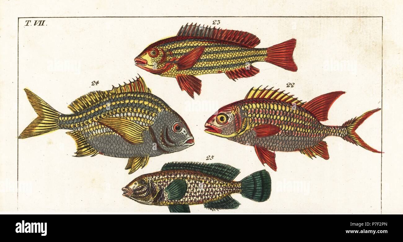 Squirrelfish, Holocentrus Adscensionis 22, fünf-gezeichnete Snapper, Lutjanus Quinquelineatus 23, Torroto Grunzen, Genyatremus Luteus 24 und Spitzen Schnauze Lippfische, Symphodus Rostratus 25. Natürlich Kupferstich nach Jacob Nilson vom Gottlieb Tobias Wilhelm Encyclopedia of Natural History: Fisch, Augsburg, 1804. Wilhelm (1758-1811) war ein bayerischer Pfarrer und Naturforscher, bekannt als die deutsche Buffon. Stockfoto