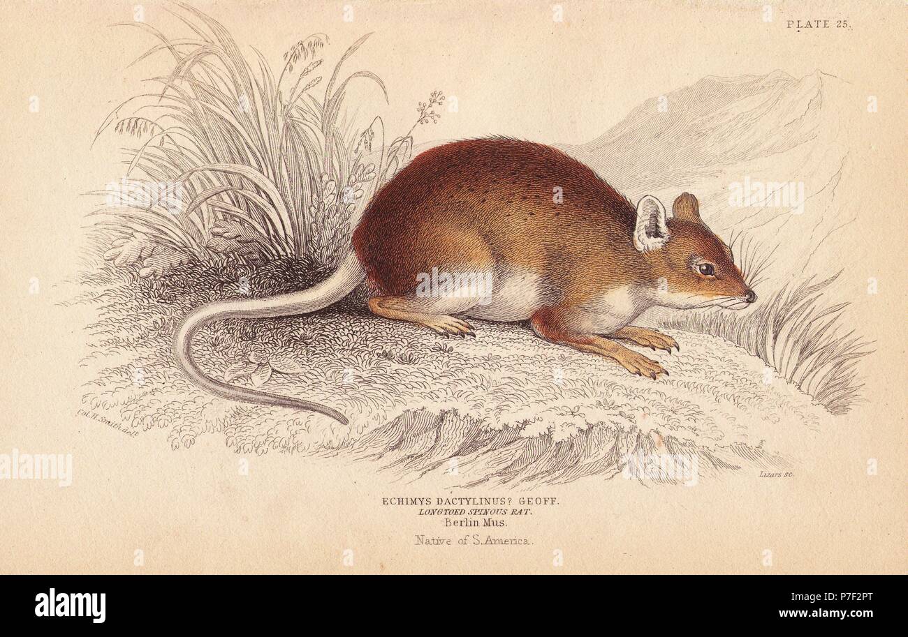 Long-toed Dornfortsätze oder stacheligen Ratte, Amazon Bambus Ratte, Dactylomys dactylinus, (Echimys dactylinus? Geoff.) Von einem Muster in Berlin Museum. Papierkörbe Stahlstich von Lizars nach einer Illustration von Charles Hamilton Smith von William Jardine's Naturalist's Library, Edinburgh, 1843. Stockfoto