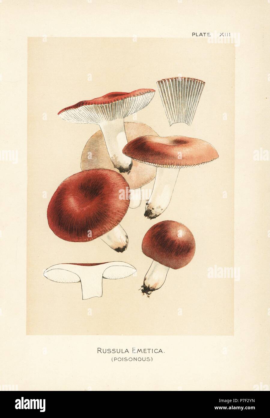 Die sickener, Übelkeit oder Erbrechen, psathyrella psathyrella ...