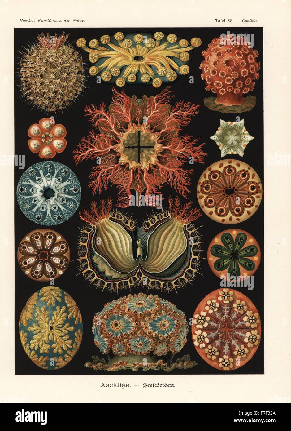 Ascidiae oder Meer spritzt: Boltenia Echinata, Eugyra Arenosa, Aplidium Elegans, Polyclinum Constellatum, Synoicum Turgens, Botryllus Schlosseri und Botrylloides Leachii Kolonien. Farblitho von Adolf Glitsch von einer Abbildung von Ernst Haeckel von Kunstformen in der Natur, Kunstformen der Natur, Liepzig, Deutschland, 1904. Stockfoto