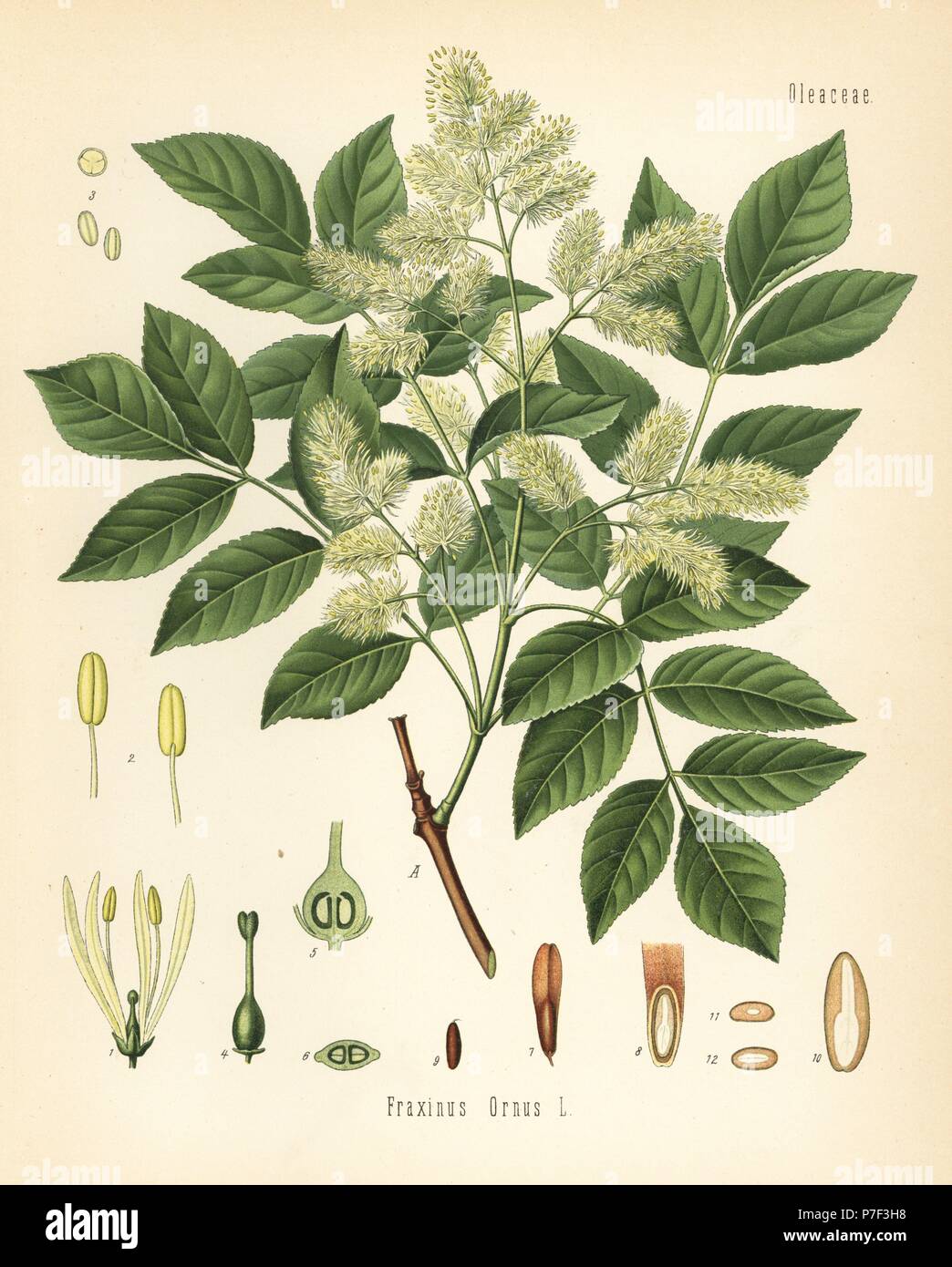 Manna-Esche, Fraxinus Ornus. Farblitho nach eine botanische Illustration von Hermann Adolph Koehler Heilpflanzen, herausgegeben von Gustav Pabst, Köhler, Deutschland, 1887. Stockfoto