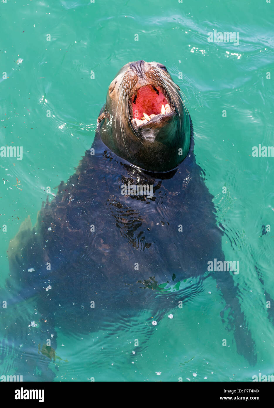 Ein California sea lion Gähnen, als er in der warmen Sonne entspannt. Stockfoto