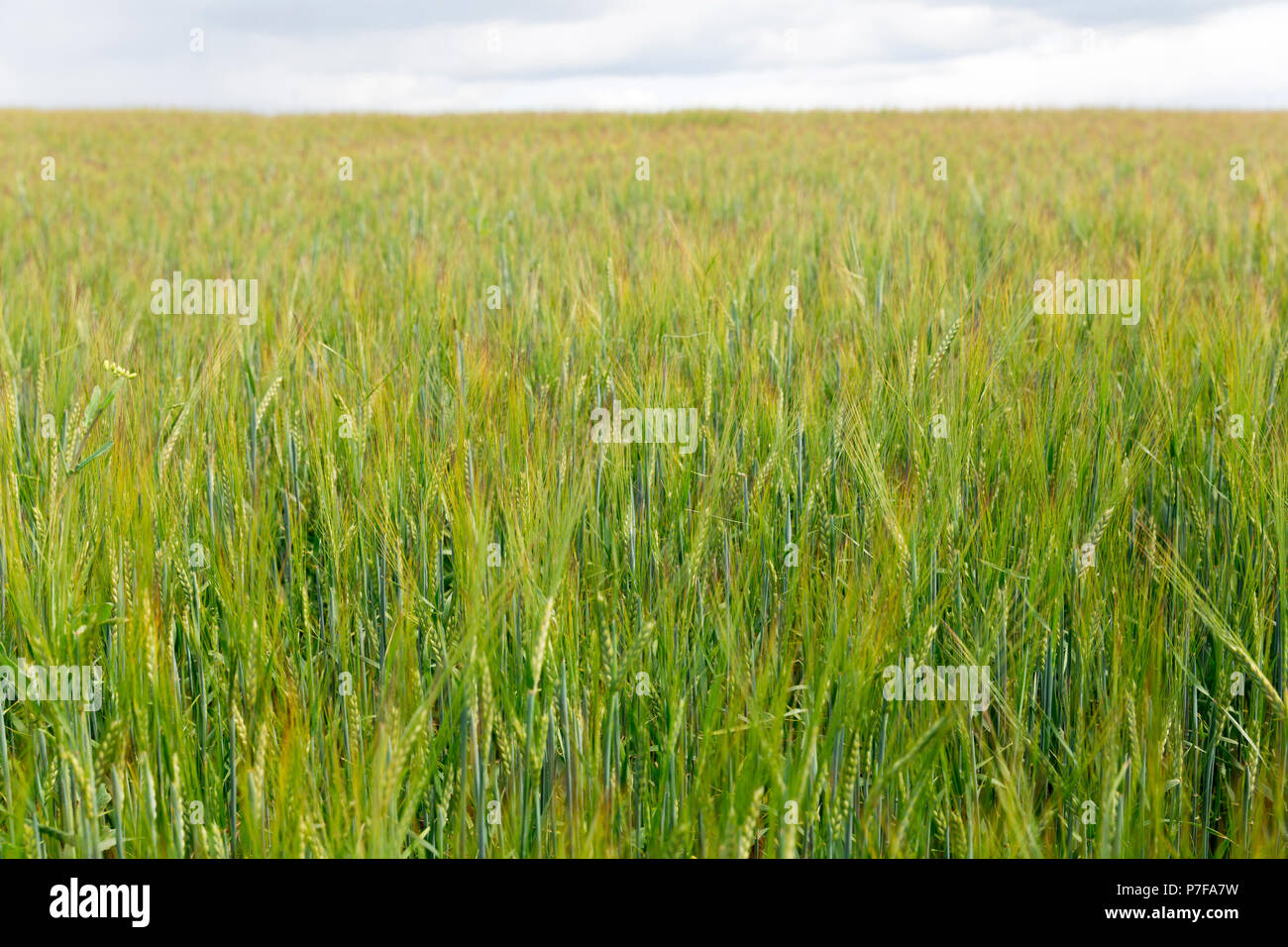 Grüne Roggen gegen den strahlend blauen Himmel Stockfoto