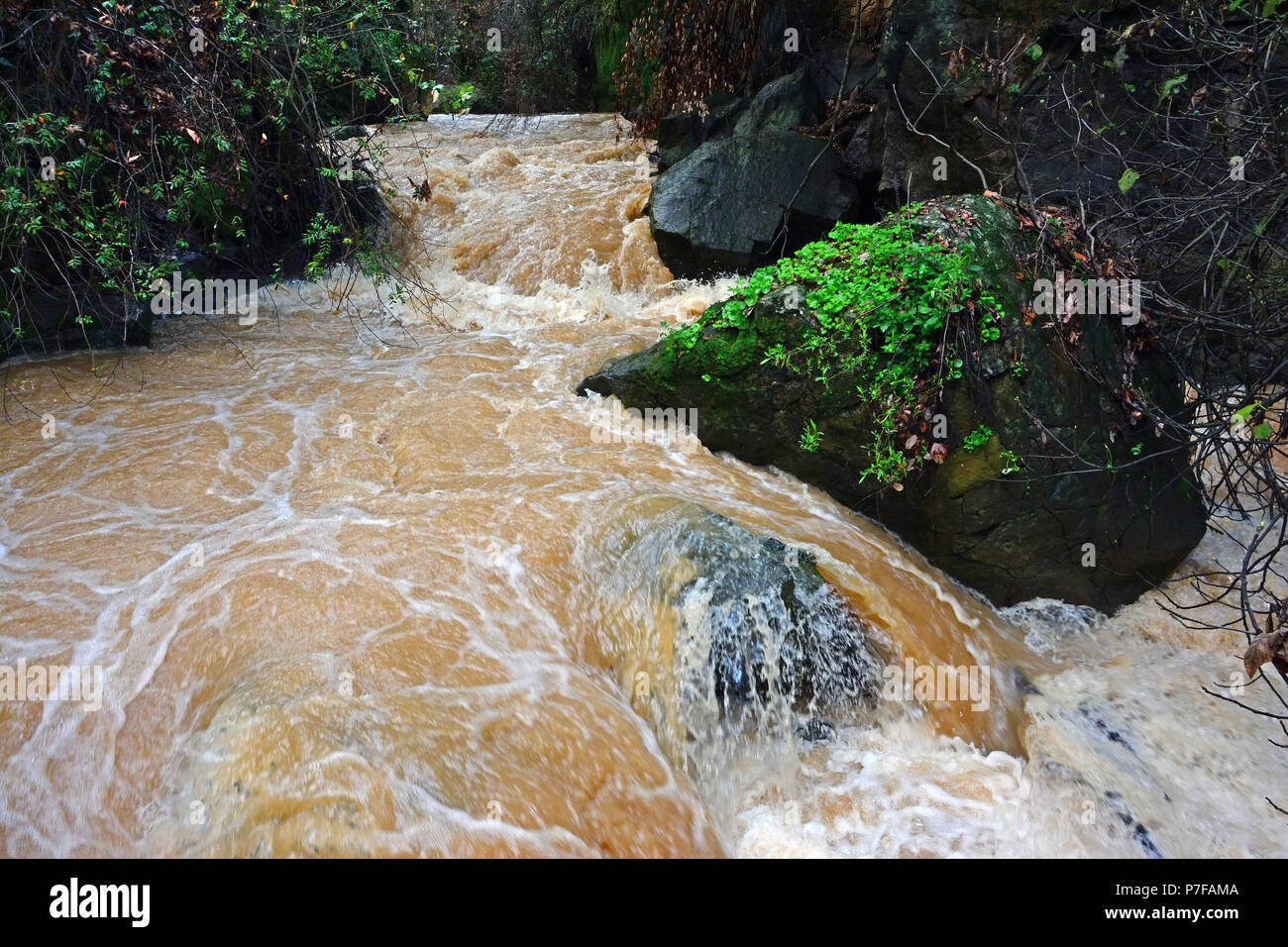 Die hermon Stream (Banias) Nature Reserve, im Norden Israels Stockfoto