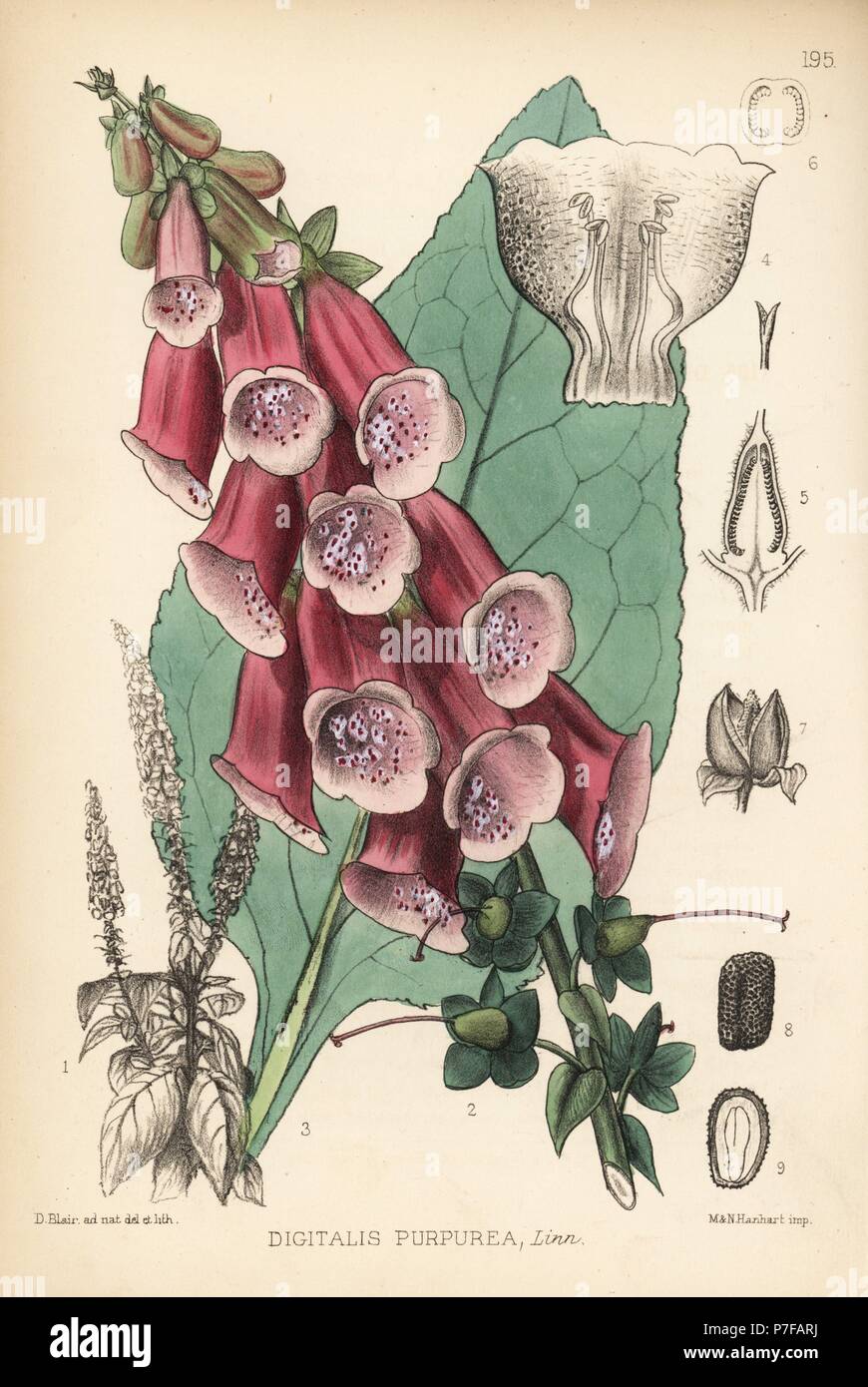 Purple Fingerhut, Digitalis purpurea. Papierkörbe Lithographie von Hanhart nach einem botanischen Abbildung von David Blair von Robert Bentley und Henry Trimen von Heilpflanzen, London, 1880. Stockfoto