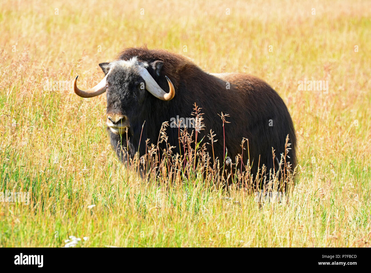 Moschusochse im Feld Stockfoto