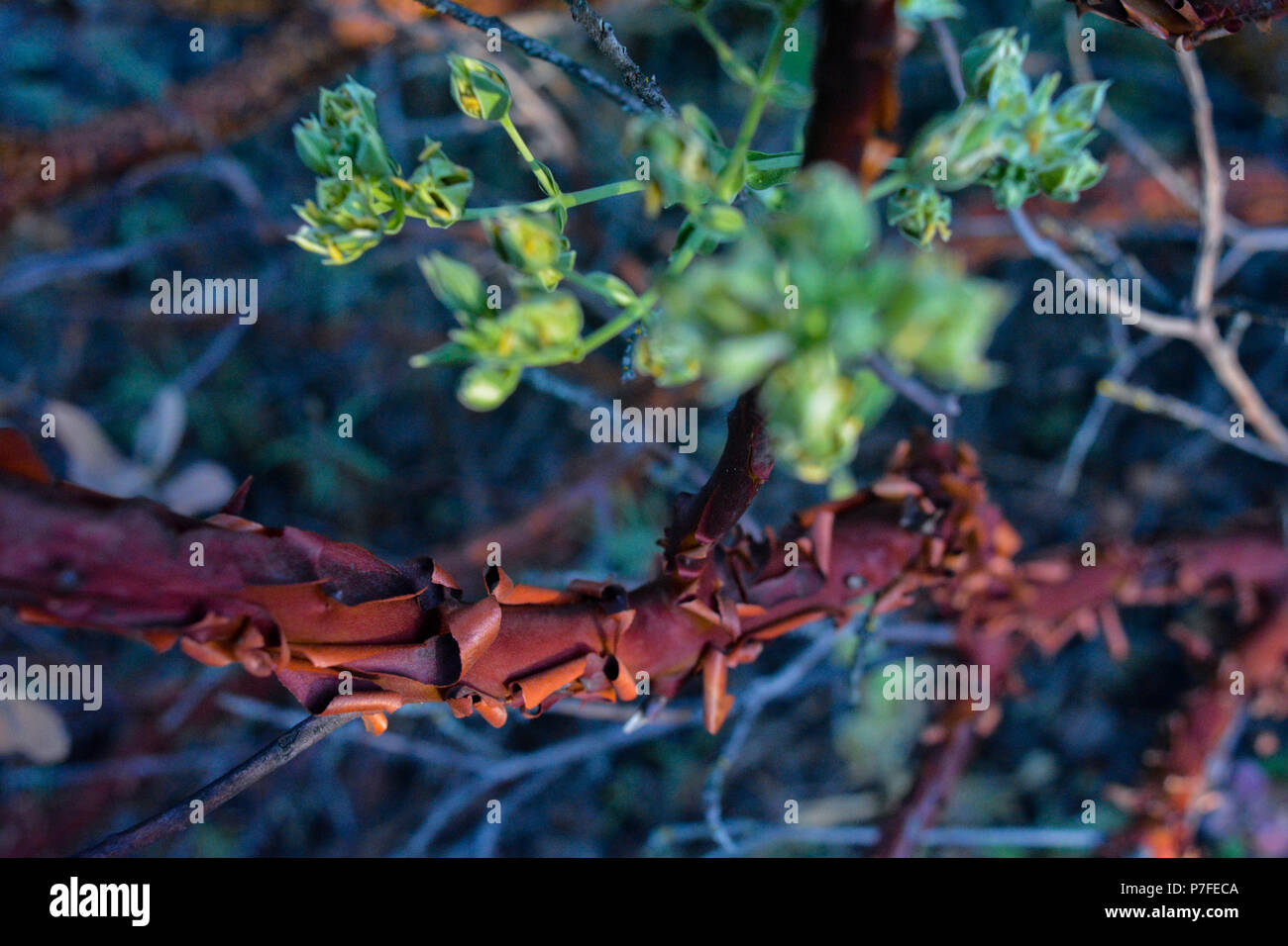 Anpassung und Neuheit: Interessante peeling rote Rinde auf dünnen Ast mit grünen Stengeln wächst immer noch in Kalifornien Wüste auf Wanderweg Stockfoto
